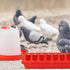 Eshylala 6 Pack Set, 1L Chicken Feeder Waterer Feeder Flip Top Feeding Dispenser with Anti-Spill Design for Pigeon