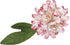 Wilton 4-Piece Peony Gum Paste Cut-Outs Set
