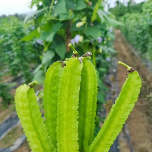 100+ Winged Bean Seeds Four Angled Bean Manila Bean King Shire Winged Bean Dragon Bean Vine Home Gardening Seeds