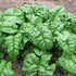 SeedsUP 300+ Seeds Four Season Spinach Viroflay Giant - Vegetable Green