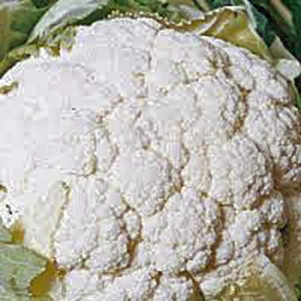 Cauliflower Seed, Snowball Y, Heirloom, Non GMO, 25 Seeds, Large, Delicious and