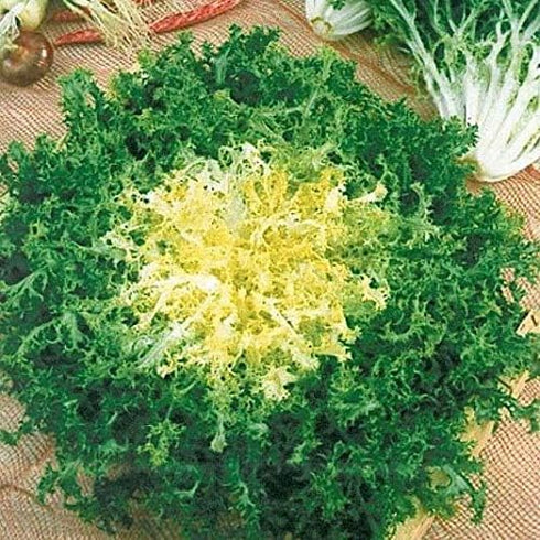 SeedsUA Seeds Endive Lettuce Yellow Heart Curly Frisee Chicory for Salad Vegetable Garden Heirloom for Planting Non GMO