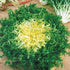SeedsUA Seeds Endive Lettuce Yellow Heart Curly Frisee Chicory for Salad Vegetable Garden Heirloom for Planting Non GMO