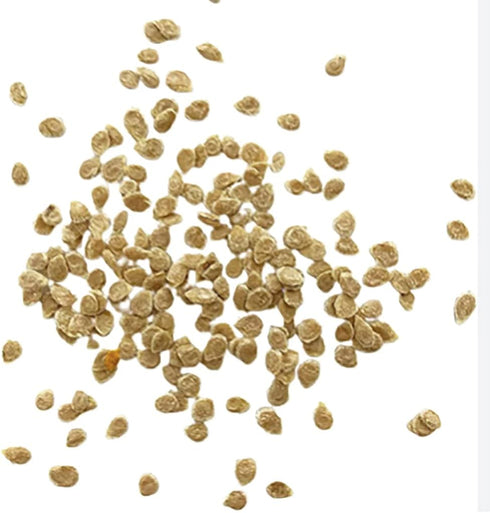 Golden Jubilee Tomato Seeds - Large Tomato - One of the Most Delicious Tomatoes for Home Growing, Non GMO