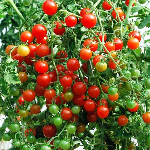 Harley Seeds 30 Sweet Pea Currant Tomato Seeds, Heirloom Non GMO, Extra Sweet and Heavy Yielding, Low Acid