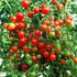 Harley Seeds 30 Sweet Pea Currant Tomato Seeds, Heirloom Non GMO, Extra Sweet and Heavy Yielding, Low Acid