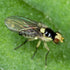 VT-102 (2 Pack, 8 VivaTrap Citrus Leafminer Trap & Lure Week)