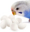 SunGrow Fake Wooden Eggs to Train Birds from Laying in The Nesting