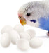 SunGrow Fake Wooden Eggs to Train Birds from Laying in The Nesting