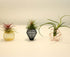 ROJAX Pack 3 3 5 5 of Air Plant Metal Stand, Black, Rose Gold, Indoor/Outdoor, in H x in W x in D