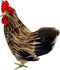 LWINGFLYER Artificial Feather Hen Chicken Statue Ornaments DIY Craft for Home Wedding