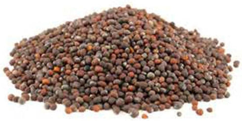 Non-GMO Broccoli Seeds for Sprouting Sprouts Microgreens (4 oz of Pure Seed.
