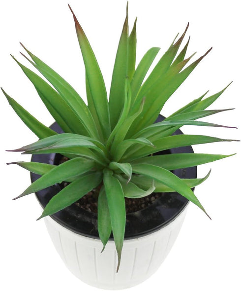LJY 2 Pieces Realistic Artificial Faux Succulent Yucca Vera Small Plants Unpotted for Home Garden Decoration (Spring