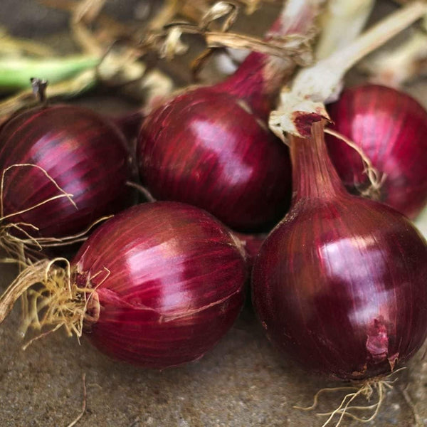 Generic 500 Red Burgundy Onion Seeds for Planting Short Day Heirloom Non GMO