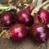 Generic 500 Red Burgundy Onion Seeds for Planting Short Day Heirloom Non GMO