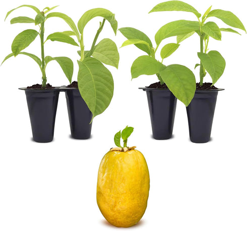 Passion Fruit Giant Granadilla (4 Pack) Live for Sale | Easy to