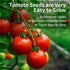 EquSym 10 Pack Set Tomato Seeds for Planting - Heirloom Tomato Seeds for Indoor Outdoor Gardening - Natural Soil Disc