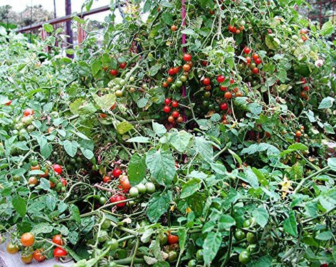 Harley Seeds 20+ Worlds Smallest Spoon Currant Tomato Seeds, Early, Heirloom Non-GMO, Rare, Early, Vigorous, Sweet