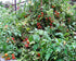 Harley Seeds 20+ Worlds Smallest Spoon Currant Tomato Seeds, Early, Heirloom Non-GMO, Rare, Early, Vigorous, Sweet