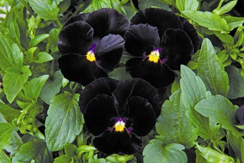 40+ Unique Black Pansy Clear Crystals Viola Wittrockiana Seeds for Planting Long Flowering Plant