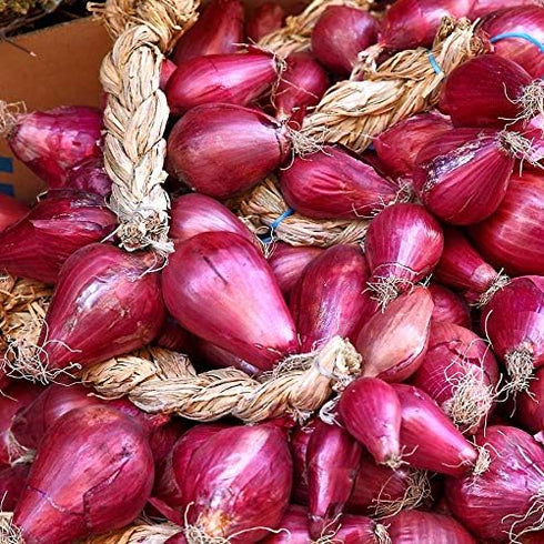 SeedsUA Seeds Red Shallot Onion Heirloom Vegetable for Planting Non GMO