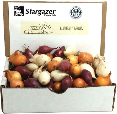 Non-GMO Onion Sets, 8 oz, Red, White, Yellow Mix, Home Garden Assortment,