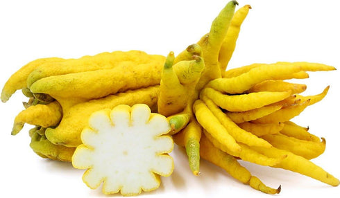 5" Buddha's Hand Citrus Tree - Indoors/Out - No Ship to Tx,Fl,Az,Ca,La,Hi - Pot