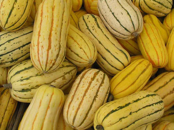 Seedville 50 Delicata Squash Striped Sweet Potato Cucurbita Pepo Vegetable Seeds
