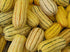 Seedville 50 Delicata Squash Striped Sweet Potato Cucurbita Pepo Vegetable Seeds