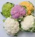 NIKA SEEDS 200 Seeds Vegetable Cauliflower Cabbage Mix - Seeds