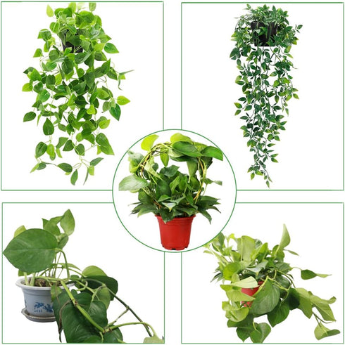 Kiouposy 2 Pack 15" Circle Trellis for Climbing Plants Indoor, Gold Small Plant Support Stakes, Flower Houseplant Hoya