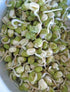 1 Todds Seeds - Mung Bean Sprouting Seed - Mung Bean Seeds - Chinese Green Bean - Pound Bulk Seeds