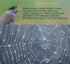 White Bird Tape for Windows, 3/4" x 40', Bird Strike Prevention Decals for Windows