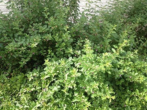 2 #PRG1 Live Plant Goji Berry Lycium Barbarum Rooted Cutting Healthy Super Fruit Tree