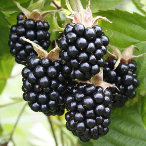 200+ BlackBerry Seeds for Planting - Non-GMO Seeds - Organic BlackBerry Seeds to Plant for Garden Outdoor