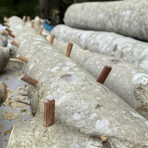 (100 North Spore Organic Reishi ct) Mushroom Plugs for Logs | Premium Quality Mushroom Plug Spawn | Handmade in Maine