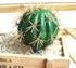 FagusHome Artificial Cactus Decor - Faux Cactus Plant Fake Succulents, 4 Pieces Unpotted Indoor Décor