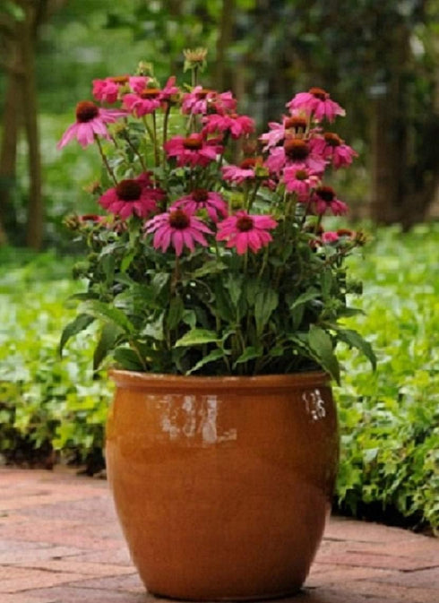 Pack 10 Park Seed Coneflower Flowering Plant Seeds, Variety of Sizes and Colors, Spring Garden, PowWow - Wild Berry