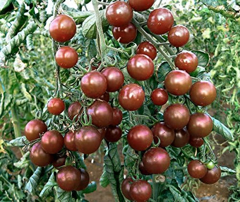Harley Seeds 30+ Black Cherry Tomato Seeds, Heirloom Non-GMO, Low Acid, Indeterminate, Open-Pollinated, Sweet