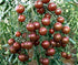 Harley Seeds 30+ Black Cherry Tomato Seeds, Heirloom Non-GMO, Low Acid, Indeterminate, Open-Pollinated, Sweet