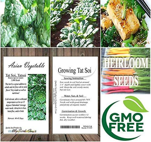 Pack (5,000) Pack Big - Tat SOI Tatsoi Tah Tsai Spinach Seed - Chinese Vegetable - Non-GMO Seeds by MySeeds.Co (Big