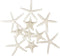 Jangostor 12 PCS Mixed Starfish - 2-6 Inch Natural Seashells for Wedding Decor, Beach Theme Party, DIY Crafts