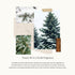 Thymes Home Fragrance Mist, Pine Room Spray with Notes of Crisp Siberian Fir Needles, Cedarwood & Sandalwood (Frasier