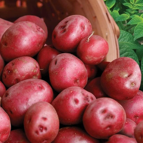 3 2026-5 TomorrowSeeds - Colors Mix Seed Potatoes - USDA Certified for Growers Blue Red Gold Potato Adirondack Pontiac