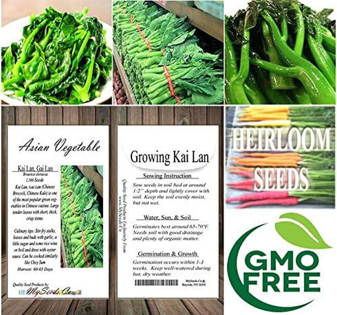 MySeeds.Co - BIG PACK Seeds Pack (1,500) Pack Big - Chinese Broccoli, Kailan GAI LAN Seeds - Used in Cantonese Cuisine