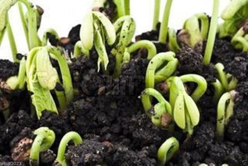Kidney 500 Bean,LARGE DARK RED, Seeds ,Non-GMO Heirloom Grown Organically