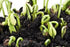 Kidney 500 Bean,LARGE DARK RED, Seeds ,Non-GMO Heirloom Grown Organically