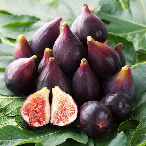 50+ Seed King Figs Sweet Fresh Fruit Seeds for Planting Outdoor-Non-GMO Heirloom Rare Fig Tree Plant in Your Home
