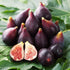 50+ Seed King Figs Sweet Fresh Fruit Seeds for Planting Outdoor-Non-GMO Heirloom Rare Fig Tree Plant in Your Home