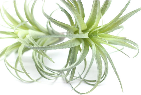 2PCS Faux Succulents Artificial Flocking Tillandsia Air Plants Bromeliads for Home Decor, Garden, Office, Terrarium